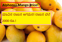Alphonso Mango Price! ಮಾವಿನ ರಾಜನ ಆಗಮನ! ರಾಜನ ಬೆಲೆ 2000 ರೂ.! Alphonso Mango Price! ಮಾವಿನ ರಾಜನ ಆಗಮನ! ರಾಜನ ಬೆಲೆ 2000 ರೂ.!