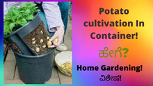 Potato cultivation In Container! ಹೇಗೆ? Home Gardening! ವಿಶೇಷ!