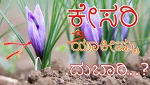 saffron farming ; ʼಕೇಸರಿʼ ಕಾಸ್ಟ್ಲಿ ಯಾಕೆ..? ಅದರ ಕೃಷಿ ಪ್ರಕ್ರಿಯೆ ಹೇಗೆ..?