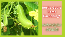 Bottle Gourd Home Gardening! ಮನೆಯಲ್ಲಿಯೇ ಬೆಳೆಯಿರಿ!