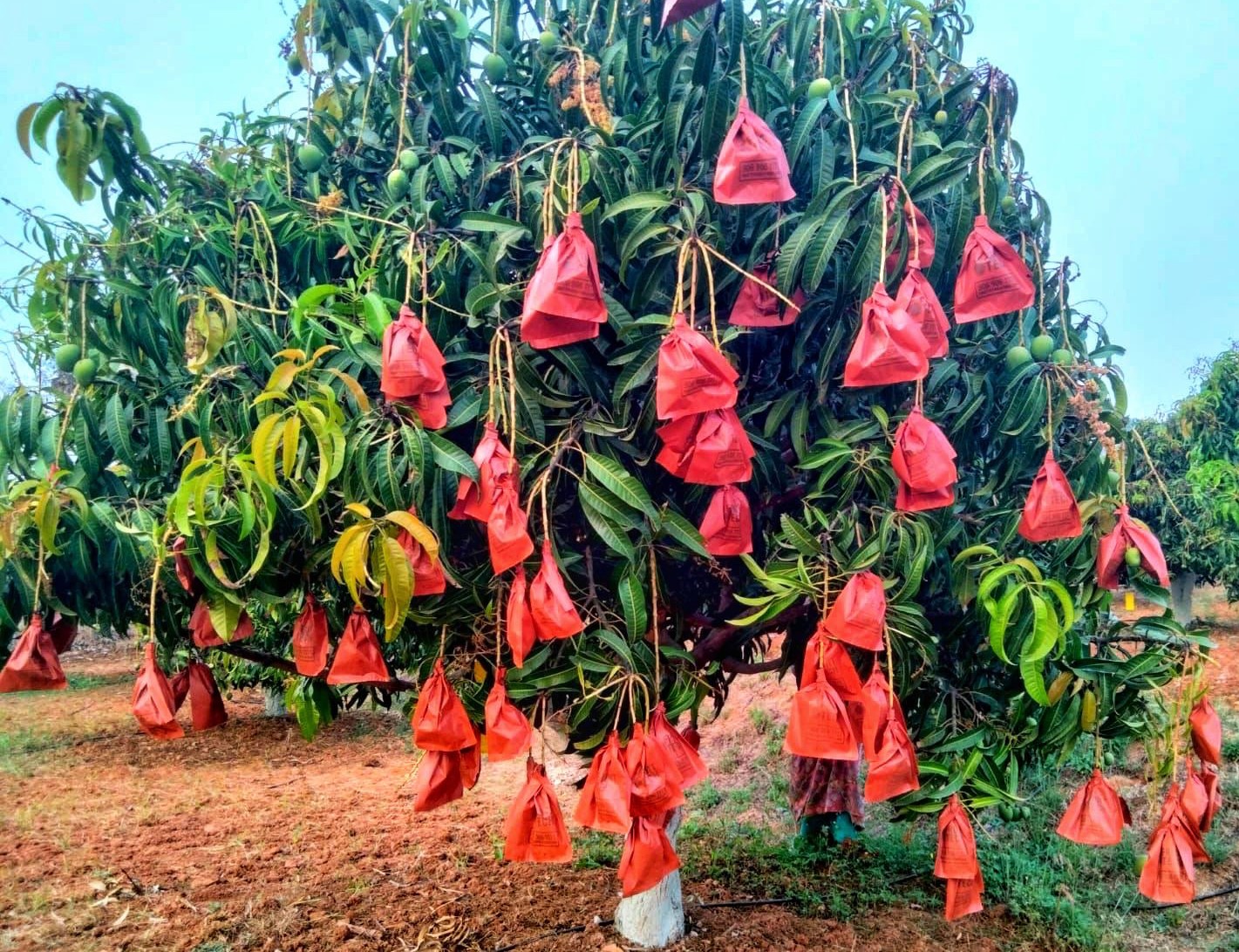 ಬೆಳೆ ಹಾನಿ ತಪ್ಪಿಸಲು ಕವರ್ ಬ್ಯಾಗ್‌ನ ಮೊರೆ!