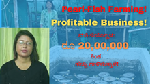 Pearl-Fish Farming! Profitable Business! ಮಹಿಳೆಯೊಬ್ಬಳು ರೂ 20,00,000 ಕಿಂತ ಹೆಚ್ಚು ಗಾಳಿಸುತ್ತಾಳೆ!