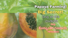 Papaya Farming! Big Secret! ನೀವು ಈ ರೀತಿ ಮಾಡಿದರೆ ನೀವು ಕೋಟ್ಯಂತರ ರೂಪಾಯಿ ಗಳಿಸಬಹುದು!