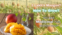 3 Lakh's Mangos? How To Grow? ಅದು ಕೂಡ Medicinal ಗುಣ ಹೊಂದಿರುವ ಮಾವು?