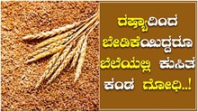 ರಷ್ಯಾದಿಂದ ಅಪಾರ  ಬೇಡಿಕೆಯಿದ್ದರೂ  200 ರೂ. ಕುಸಿತ  ಕಂಡ  ಗೋಧಿ..ಕಾರಣವೇನು..?