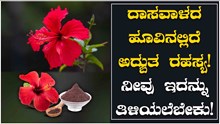 ದಾಸವಾಳದ ಹೂವಿನಲ್ಲಿದೆ ಅದ್ಬುತ ರಹಸ್ಯ! ನೀವು ಇದನ್ನೂ ತಿಳಿಯಲೆಬೇಕು!  ದಾಸವಾಳದ ಹೂವಿನಲ್ಲಿದೆ ಅದ್ಬುತ ರಹಸ್ಯ! ನೀವು ಇದನ್ನೂ ತಿಳಿಯಲೆಬೇಕು!