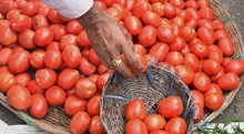 Tomato Cultivation: ಮನೆಯಲ್ಲೇ ಟೊಮೆಟೊ ಬೆಳೆಯುವುದು ಹೇಗೆ..?