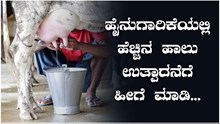 ಹೈನುಗಾರಿಕೆಯಲ್ಲಿ ಹೆಚ್ಚಿನ ಹಾಲು ಉತ್ಪಾದನೆಗೆ ಹೀಗೆ ಮಾಡಿ…