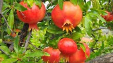 Pomegranate Farming:ಈ ತಂತ್ರಗಳನ್ನು ಅನುಸರಿಸಿ ಲಾಭದಾಯಕ ದಾಳಿಂಬೆ ಬೆಳೆಯಿರಿ Pomegranate Farming:ಈ ತಂತ್ರಗಳನ್ನು ಅನುಸರಿಸಿ ಲಾಭದಾಯಕ ದಾಳಿಂಬೆ ಬೆಳೆಯಿರಿ
