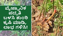 ವೈಜ್ಞಾನಿಕ ಪದ್ಧತಿ ಬಳಸಿ ಶುಂಠಿ ಕೃಷಿ ಮಾಡಿ, ಲಾಭ ಗಳಿಸಿ!