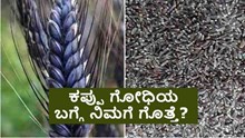  ಕಪ್ಪು ಗೋಧಿಯ ಬಗ್ಗೆ ನಿಮಗೆ ಗೊತ್ತೆ? ಇಲ್ಲಿದೆ ರೈತರಿಗೆ ಲಾಭದಾಯಕ ಕೃಷಿಯ ಐಡಿಯಾ!