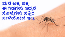 ಮನೆಯ ಸುತ್ತ ಈ ಗಿಡಗಳು ಇದ್ದರೆ ಸೊಳ್ಳೆಗಳ ಆಟ ನಡೆಯೋದೆ ಇಲ್ಲ..