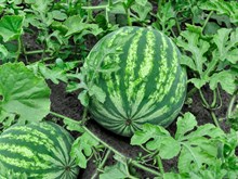 #ರೈತರೊಬ್ಬರಿಂದ ಬೀಜರಹಿತ ಕಲ್ಲಂಗಡಿ ಕೃಷಿ ಪ್ರಯೋಗ! ವಿದೇಶದಿಂದ ನೋಡಲು ಬಂದ ಸಂಶೋಧಕರು!