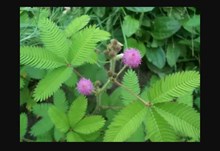 ಮುಟ್ಟಿದರೆ ಮುನಿ ಬಗ್ಗೆ ನಿಮಗೆಷ್ಟು ಗೊತ್ತು! ಇದರಲ್ಲಿವೆ ಅದ್ಬುತ ಗುಣಗಳು