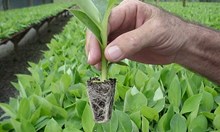 ಅಂಗಾಂಶ ಕೃಷಿ ಸಸ್ಯಗಳ  ಹೆಚ್ಚಳಕ್ಕೆ ಕೇಂದ್ರದ ಒತ್ತಾಯ!  ಅಂಗಾಂಶ ಕೃಷಿ ಸಸ್ಯಗಳ  ಹೆಚ್ಚಳಕ್ಕೆ ಕೇಂದ್ರದ ಒತ್ತಾಯ!