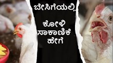 ಬೇಸಿಗೆಯಲ್ಲಿ ಕೋಳಿ ಸಾಕಾಣಿಕೆ ಈ ರೀತಿ ಮಾಡಿದ್ರೆ ದುಪ್ಪಟ್ಟು ಲಾಭ ಪಕ್ಕಾ