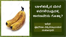 ಬಾಳೆಹಣ್ಣಿನ ಮೇಲೆ ಕಲೆಗಳಿರುವುದಕ್ಕೆ ಕಾರಣವೇನು ಗೊತ್ತಾ? ಇಲ್ಲಿದೆ ಫ್ಲೋರಿಡಾ ವಿಶ್ವವಿದ್ಯಾಲಯದ ಸಂಶೋಧನೆ!