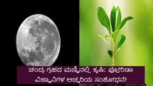 ಚಂದ್ರ ಗ್ರಹದ ಮಣ್ಣಿನಲ್ಲಿ ಕೃಷಿ: ಫ್ಲೋರಿಡಾ ವಿಜ್ಞಾನಿಗಳ ಅಚ್ಚರಿಯ ಸಂಶೋಧನೆ! ಚಂದ್ರ ಗ್ರಹದ ಮಣ್ಣಿನಲ್ಲಿ ಕೃಷಿ: ಫ್ಲೋರಿಡಾ ವಿಜ್ಞಾನಿಗಳ ಅಚ್ಚರಿಯ ಸಂಶೋಧನೆ!