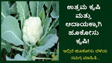 ಉತ್ತಮ ಕೃಷಿ ಮತ್ತು ಆದಾಯಕ್ಕಾಗಿ ಹೂಕೋಸು ಕೃಷಿ! ಇಲ್ಲಿದೆ ಹೂಕೋಸು ಬೆಳೆಯ ಸಮಗ್ರ ಮಾಹಿತಿ…