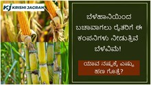 ಬೆಳೆಹಾನಿಯಿಂದ ಬಚಾವಾಗಲು ರೈತರಿಗೆ ಈ ಕಂಪನಿಗಳು ನೀಡುತ್ತಿವೆ  ಬೆಳೆವಿಮೆ! ಯಾವ ನಷ್ಟಕ್ಕೆ ಎಷ್ಟು ಹಣ ಗೊತ್ತೆ? ಬೆಳೆಹಾನಿಯಿಂದ ಬಚಾವಾಗಲು ರೈತರಿಗೆ ಈ ಕಂಪನಿಗಳು ನೀಡುತ್ತಿವೆ  ಬೆಳೆವಿಮೆ! ಯಾವ ನಷ್ಟಕ್ಕೆ ಎಷ್ಟು ಹಣ ಗೊತ್ತೆ?