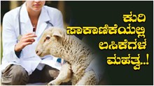 ಕುರಿ ಸಾಕಾಣಿಕೆಯಲ್ಲಿ ಲಸಿಕೆಗಳ ಮಹತ್ವ..! ನೀವು ಇದರ ಬಗ್ಗೆ ತಿಳಿದಿರಲೇಬೇಕು.. ಕುರಿ ಸಾಕಾಣಿಕೆಯಲ್ಲಿ ಲಸಿಕೆಗಳ ಮಹತ್ವ..! ನೀವು ಇದರ ಬಗ್ಗೆ ತಿಳಿದಿರಲೇಬೇಕು..
