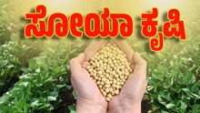 ಸೋಯಾ ಕೃಷಿ ಮಾಡುವ ಮೊದಲು ಬೆಳೆಗಾರರು ಈ ಸಂಗತಿಗಳ ಬಗ್ಗೆ ತಿಳಿದಿರಬೇಕು