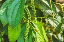  ಕಾಳುಮೆಣಸಿನಲ್ಲಿ ಬರುವ ರೋಗಗಳು ಮತ್ತು ಅದರ ಸಮಗ್ರ ನಿರ್ವಹಣೆ