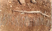 ಗ್ರಾಮಸ್ಥರ ದಾಳಿ; 50 ಮರಿಗಳಿಗೆ ಜನ್ಮ ನೀಡಿ ಸಾವನ್ನಪ್ಪಿದ Russell's viper ಗರ್ಭಿಣಿ ಹಾವು..!