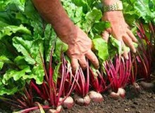 ಬೀಟ್ರೂಟ್ ಕೃಷಿ ಮಾಡಿ ಉತ್ತಮ ಆದಾಯ ಗಳಿಸಿ..!