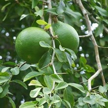 ಬೇಲದ ಹಣ್ಣಿನಲ್ಲಿವೆ ಅದ್ಬುತವಾದ ಆರೋಗ್ಯ ಪ್ರಯೋಜನಗಳು