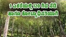 1 ಎಕರೆಯಲ್ಲಿ 120 ಗಿಡ ನೆಡಿ  ಹಾಗೂ ಕೋಟ್ಯಾಧಿಪತಿಯಾಗಿ ..ಭಾರೀ ಆದಾಯ ನೀಡುವ ಮರ