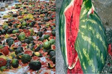 Breaking: ಬರೋಬ್ಬರಿ 58 ಟನ್ ಕಲ್ಲಂಗಡಿ ನಾಶ..! ಯಾಕೆ ಗೊತ್ತಾ? Breaking: ಬರೋಬ್ಬರಿ 58 ಟನ್ ಕಲ್ಲಂಗಡಿ ನಾಶ..! ಯಾಕೆ ಗೊತ್ತಾ?