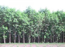 ಸುಬಾಬುಲ್ ಕೃಷಿ ಮಾಡಿದರೆ ರೈತರ ಭವಿಷ್ಯ ಭದ್ರ! 