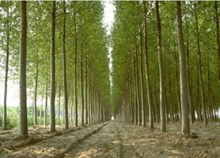 ಈ ಮರವನ್ನು ಬೆಳೆಸುವುದರಿಂದ ಒಂದು ಹೆಕ್ಟೇರ್ ಜಮೀನಿನಲ್ಲಿ ಲಕ್ಷ ರೂಪಾಯಿಗಳವರೆಗೆ ಆದಾಯ