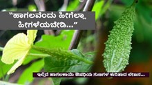 “ಹಾಗಲವೆಂದು ಹೀಗೆಲ್ಲಾ ಹೀಗಳೆಯಬೇಡಿ...” ಇಲ್ಲಿದೆ ಹಾಗಲಕಾಯಿ ಔಷಧಿಯ ಗುಣಗಳ ಕುರಿತಾದ ಲೇಖನ