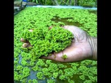 ಆಕಳು, ಎಮ್ಮೆ, ಕೋಳಿ, ಆಡು, ಮೇಕೆ ಈ ಎಲ್ಲವಕ್ಕೂ ಪೌಷ್ಟಿಕ ಆಹಾರ ಈ ಅಜೋಲಾ..!