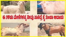 ಈ ತಳಿಯ ಮೇಕೆಗಳನ್ನ ನೀವು ಸಾಕಿದ್ರೆ ಕೈ ತುಂಬಾ ಆದಾಯ ಬರೋದು ಪಕ್ಕಾ..ಯಾವವು..?