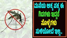 ಸೊಳ್ಳೆಗಳ ಕಾಟವೇ..? ಹಾಗಾದ್ರೆ ಮನೆಯಲ್ಲಿ ಈ ಚಮತ್ಕಾರಿ ಗಿಡಗಳನ್ನು ಬೆಳಿಸಿ ಸಾಕು ಸೊಳ್ಳೆಗಳ ಕಾಟವೇ..? ಹಾಗಾದ್ರೆ ಮನೆಯಲ್ಲಿ ಈ ಚಮತ್ಕಾರಿ ಗಿಡಗಳನ್ನು ಬೆಳಿಸಿ ಸಾಕು