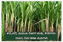 ಕಬ್ಬಿನಲ್ಲಿ ಪ್ರಮುಖ ರೋಗ ಮತ್ತು ಕೀಟಗಳು- ಸಮಗ್ರ ನಿರ್ವಹಣಾ ಕ್ರಮಗಳು