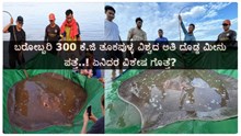 ಬರೋಬ್ಬರಿ 300 ಕೆ.ಜಿ ತೂಕ, 13 ಅಡಿ ಉದ್ದದ ವಿಶ್ವದ ಅತಿ ದೊಡ್ಡ ಮೀನು ಪತ್ತೆ..! ಏನಿದರ ವಿಶೇಷ ಗೊತ್ತೆ? ಬರೋಬ್ಬರಿ 300 ಕೆ.ಜಿ ತೂಕ, 13 ಅಡಿ ಉದ್ದದ ವಿಶ್ವದ ಅತಿ ದೊಡ್ಡ ಮೀನು ಪತ್ತೆ..! ಏನಿದರ ವಿಶೇಷ ಗೊತ್ತೆ?