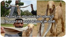 ವಿಶ್ವದಾದ್ಯಂತ ಸದ್ದು ಮಾಡುತ್ತಿದೆ ಬರೋಬ್ಬರಿ 19 ಇಂಚಿನ ಅತಿ ಉದ್ದದ ಕಿವಿಯುಳ್ಳ ಈ ಮೇಕೆ! ಅಚ್ಚರಿಯಾದರೂ ಇದು ಸತ್ಯ..