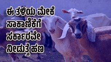 ಈ ತಳಿಯ ಮೇಕೆಗಳನ್ನ ಸಾಕಿದ್ರೆ ಕೈ ತುಂಬಾ ಆದಾಯ..ಮೇಕೆ ಖರೀದಿಸಲು ಸರ್ಕಾರವೇ ನೀಡುತ್ತೆ ಹಣ