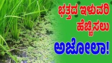 ಭತ್ತದ ಗದ್ದೆಯಲ್ಲಿ ಅಜೋಲಾ ಬೆಳೆಯಿರಿ ಬಂಪರ್‌ ಇಳುವರಿ ಪಡೆಯಿರಿ..!ಹೇಗೆ..?