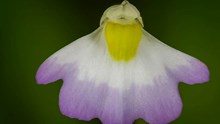 Utricularia Furcellata : ಪತ್ತೆಯಾಯ್ತು ಅಪರೂಪದ ಮಾಂಸಹಾರಿ ಸಸ್ಯ! Utricularia Furcellata : ಪತ್ತೆಯಾಯ್ತು ಅಪರೂಪದ ಮಾಂಸಹಾರಿ ಸಸ್ಯ!