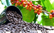 2022ರಲ್ಲಿ ಭಾರತದ ಕಾಫಿ ರಫ್ತು 19 ರಷ್ಟು ಏರಿಕೆ; 1,88,736 ಟನ್ ರಫ್ತು! 2022ರಲ್ಲಿ ಭಾರತದ ಕಾಫಿ ರಫ್ತು 19 ರಷ್ಟು ಏರಿಕೆ; 1,88,736 ಟನ್ ರಫ್ತು!