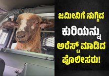 Intresting: ಬೇರೆಯವರ ಜಮೀನಿಗೆ ನುಗ್ಗಿದ ಕುರಿಯನ್ನು ಅರೆಸ್ಟ್ ಮಾಡಿದ ಪೊಲೀಸರು! Intresting: ಬೇರೆಯವರ ಜಮೀನಿಗೆ ನುಗ್ಗಿದ ಕುರಿಯನ್ನು ಅರೆಸ್ಟ್ ಮಾಡಿದ ಪೊಲೀಸರು!