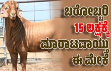 ಅಬ್ಬಬ್ಬಾ! ಬರೋಬ್ಬರಿ 15 ಲಕ್ಷಕ್ಕೆ ಮಾರಾಟವಾಯ್ತು ಈ ಮೇಕೆ..ಏನಿದರ ವಿಶೇಷತೆ.?