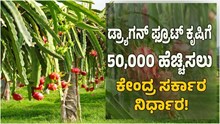 ಡ್ರ್ಯಾಗನ್ ಫ್ರೂಟ್ ಕೃಷಿ 50,000 ಹೆಚ್ಚಿಸಲು ಕೇಂದ್ರ ಸರ್ಕಾರ ನಿರ್ಧಾರ: ರೈತರಿಗೆ ಸಬ್ಸಿಡಿ ನೀಡಲು ಚಿಂತನೆ! ಡ್ರ್ಯಾಗನ್ ಫ್ರೂಟ್ ಕೃಷಿ 50,000 ಹೆಚ್ಚಿಸಲು ಕೇಂದ್ರ ಸರ್ಕಾರ ನಿರ್ಧಾರ: ರೈತರಿಗೆ ಸಬ್ಸಿಡಿ ನೀಡಲು ಚಿಂತನೆ!