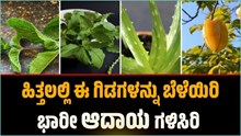 Medical Plant : ಹಿತ್ತಲಲ್ಲಿ ಈ ಗಿಡಗಳನ್ನು ಬೆಳೆಯಿರಿ ಮನೆಯಿಂದಲೇ ಭಾರೀ ಆದಾಯ ಗಳಿಸಿರಿ Medical Plant : ಹಿತ್ತಲಲ್ಲಿ ಈ ಗಿಡಗಳನ್ನು ಬೆಳೆಯಿರಿ ಮನೆಯಿಂದಲೇ ಭಾರೀ ಆದಾಯ ಗಳಿಸಿರಿ