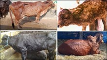 ಗುಜರಾತ್‌ನಲ್ಲಿ ಸಾವಿರಾರು ಹಸುಗಳಿಗೆ ಕಾಣಿಸಿಕೊಂಡ ಚರ್ಮ ರೋಗ! ನಿಮ್ಮ ಹಸುಗಳಿಗೆ ಈ ಲಕ್ಷಣಗಳಿವೆಯೆ ಗಮನಿಸಿ